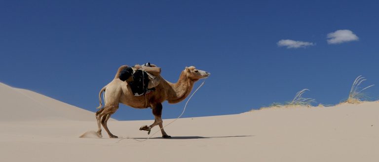 Camel walking in the desert